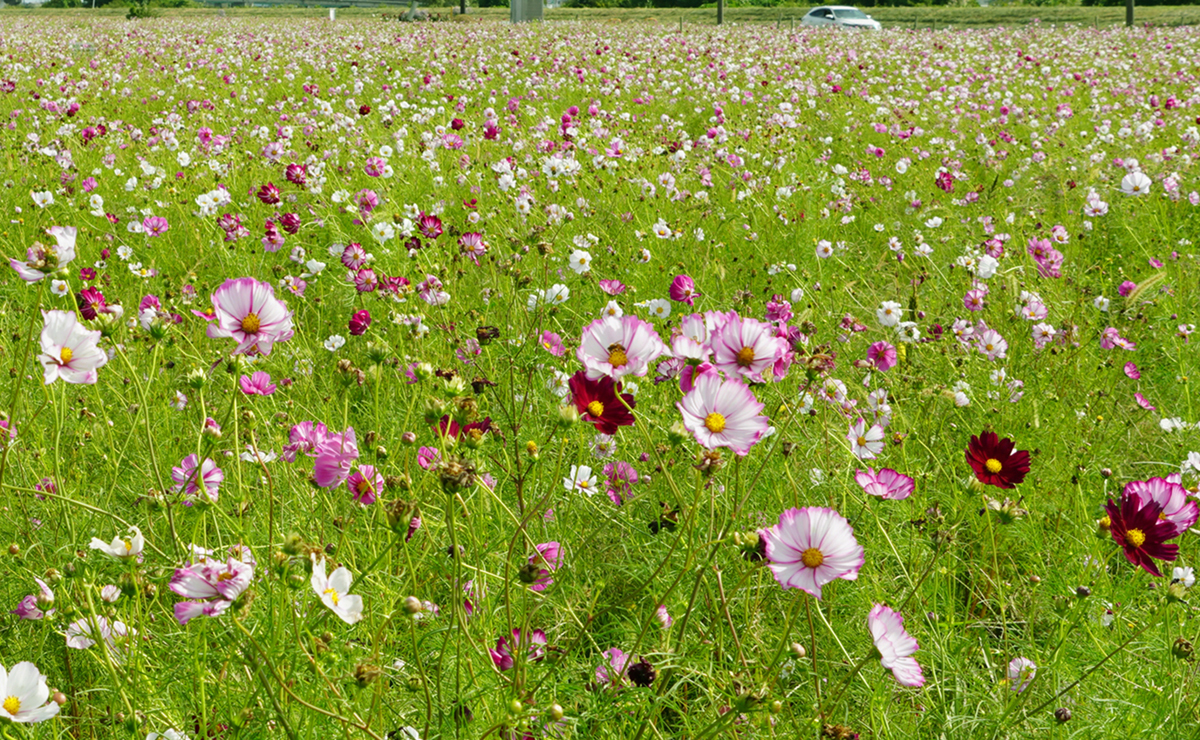 茨城県のコスモス畑