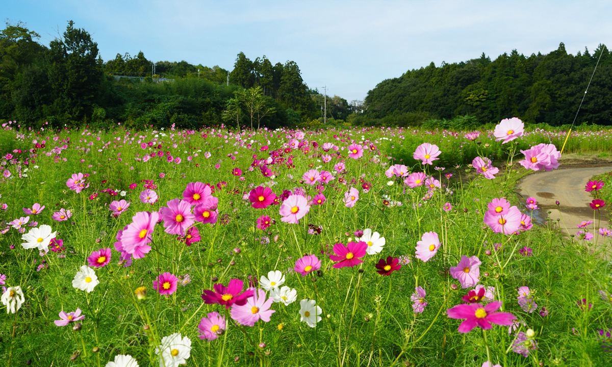 茨城県つくば市の下広岡のコスモス畑の様子