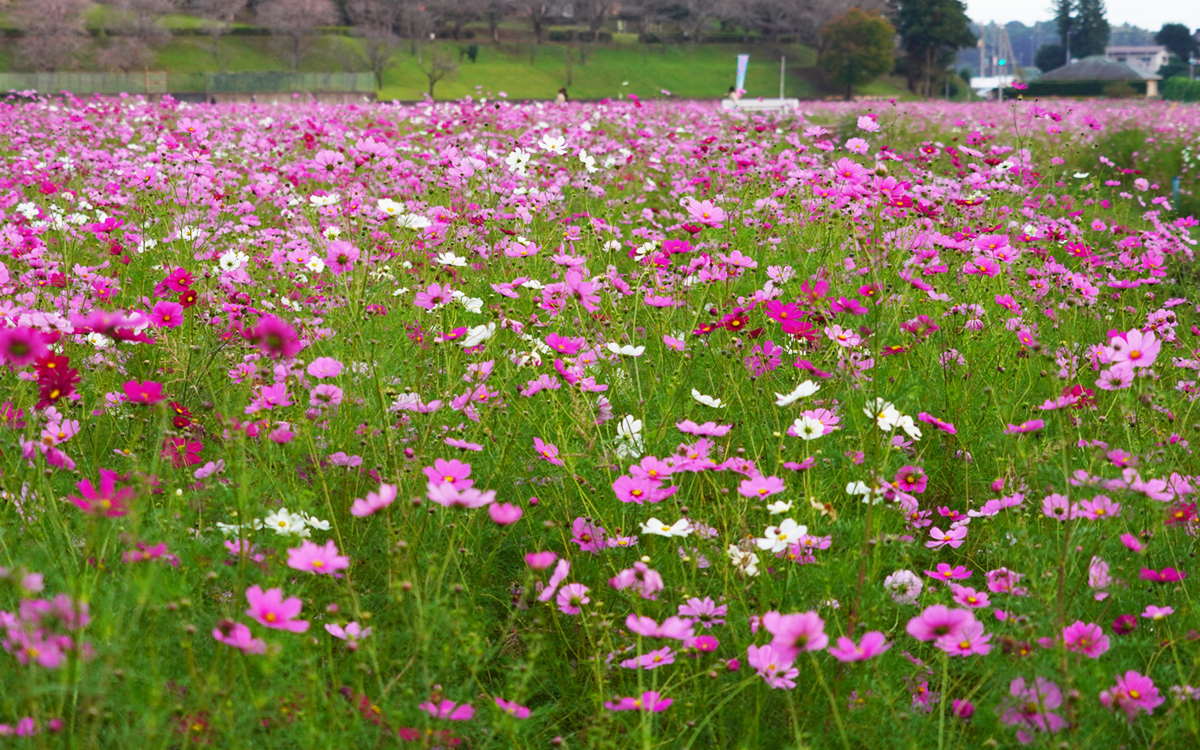 茨城県小美玉市のコスモス畑のコスモスの様子