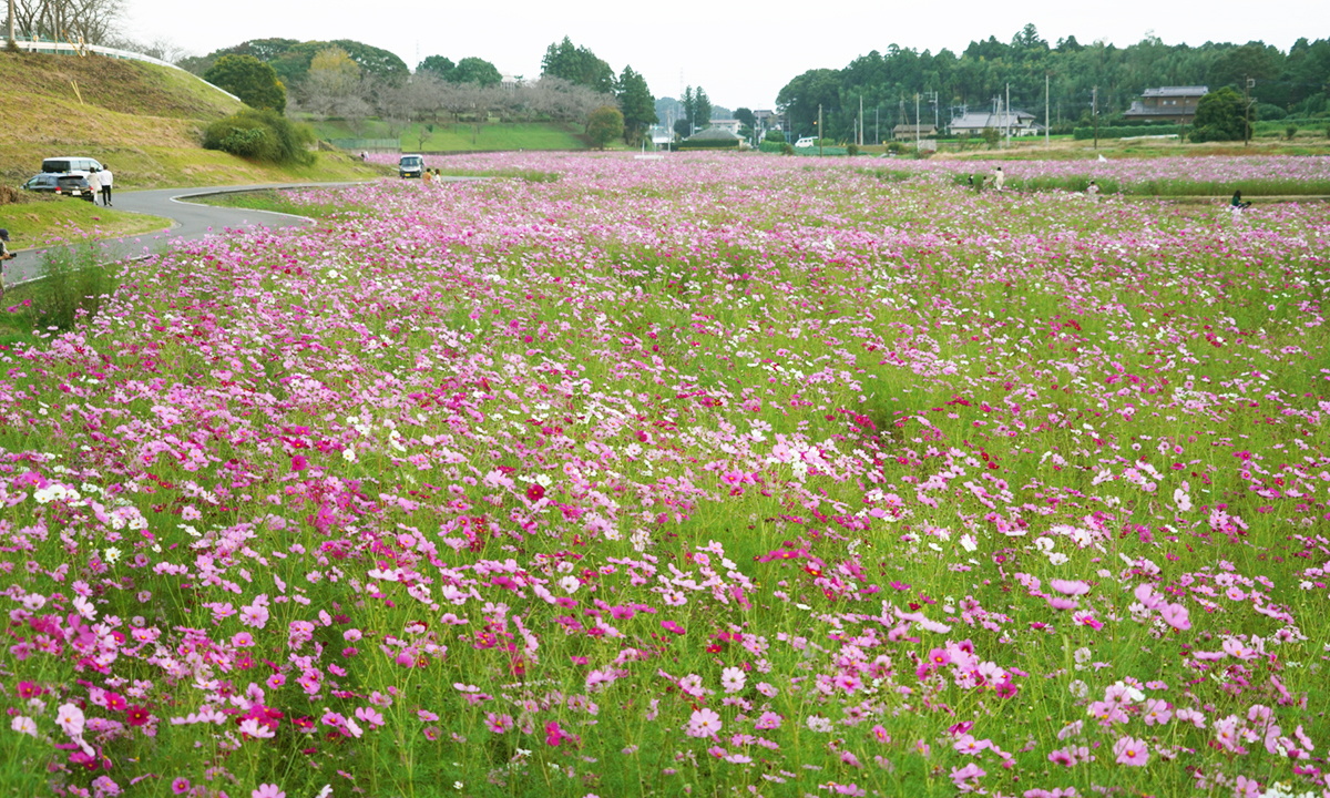 2014年10月16日の希望が丘公園のコスモス畑開花の様子