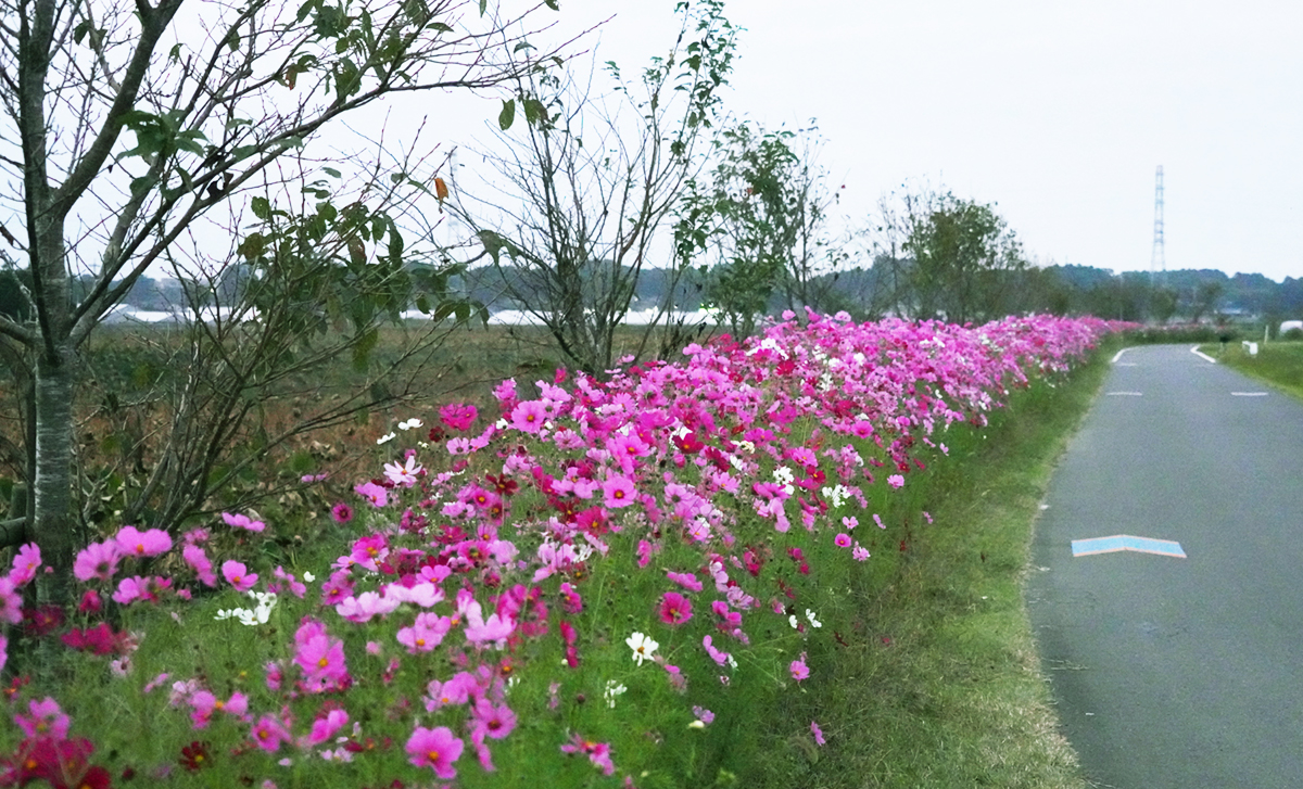 小美玉市の大井戸湖岸公園コスモスロード開花の様子