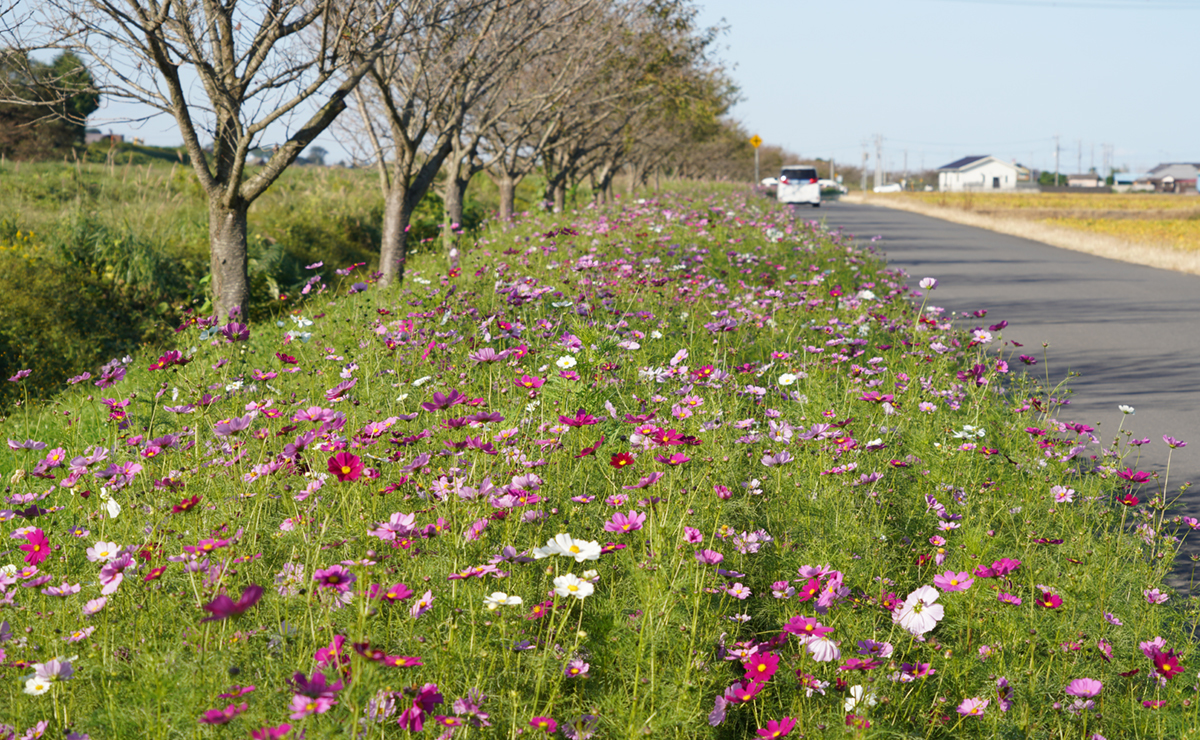 茨城県筑西市の勤行川コスモスロードのコスモスの開花の様子