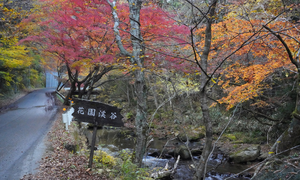 北茨城市の花園渓谷の紅葉の状況