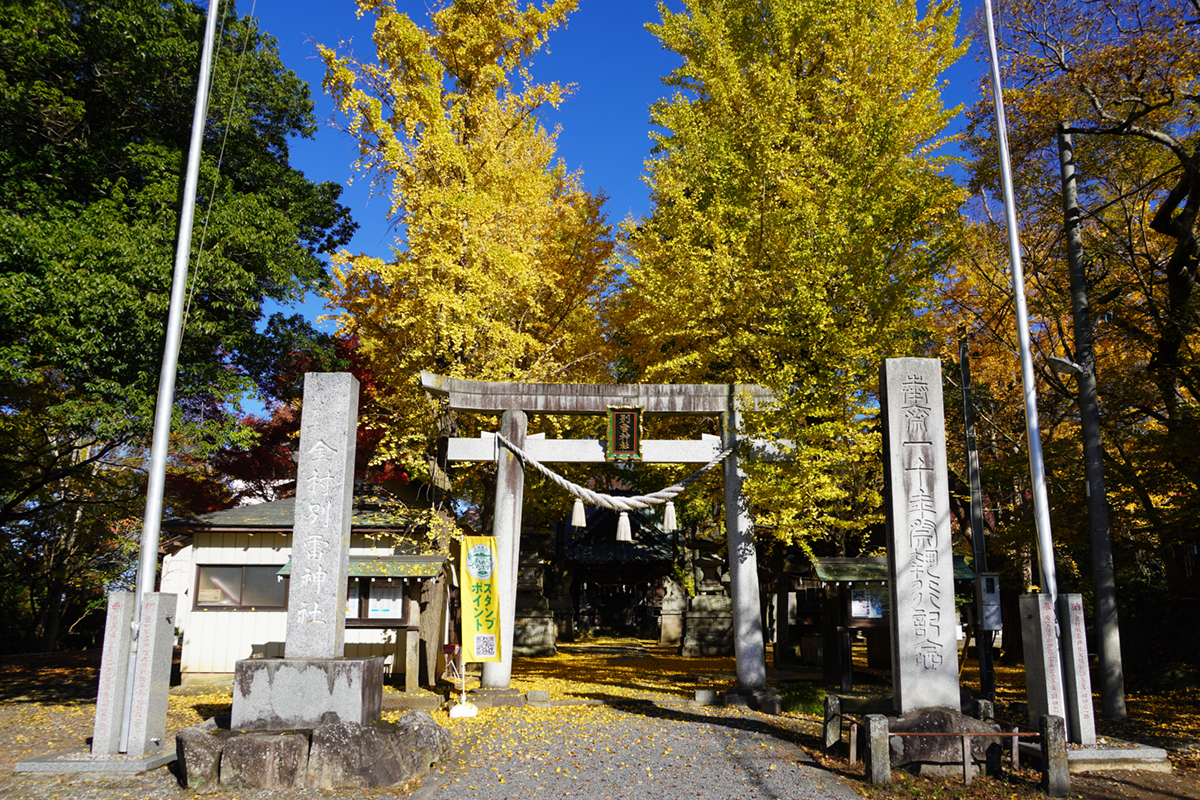 金村別雷神社の銀杏の黄葉の様子