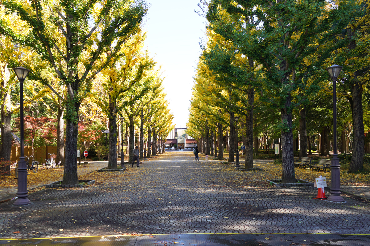 洞峰公園の銀杏並木の黄葉の様子