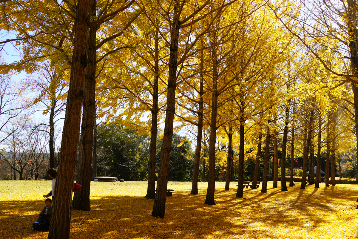 科学万博公園の銀杏並木の黄葉の様子
