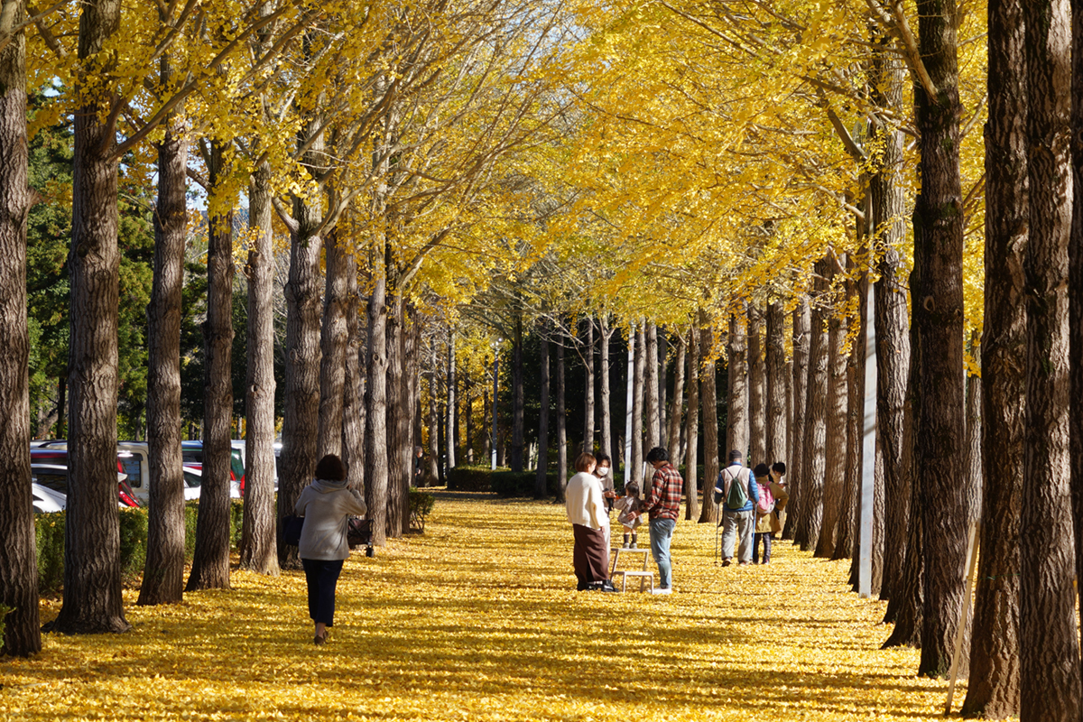 筑波研究学園都市の銀杏の黄葉