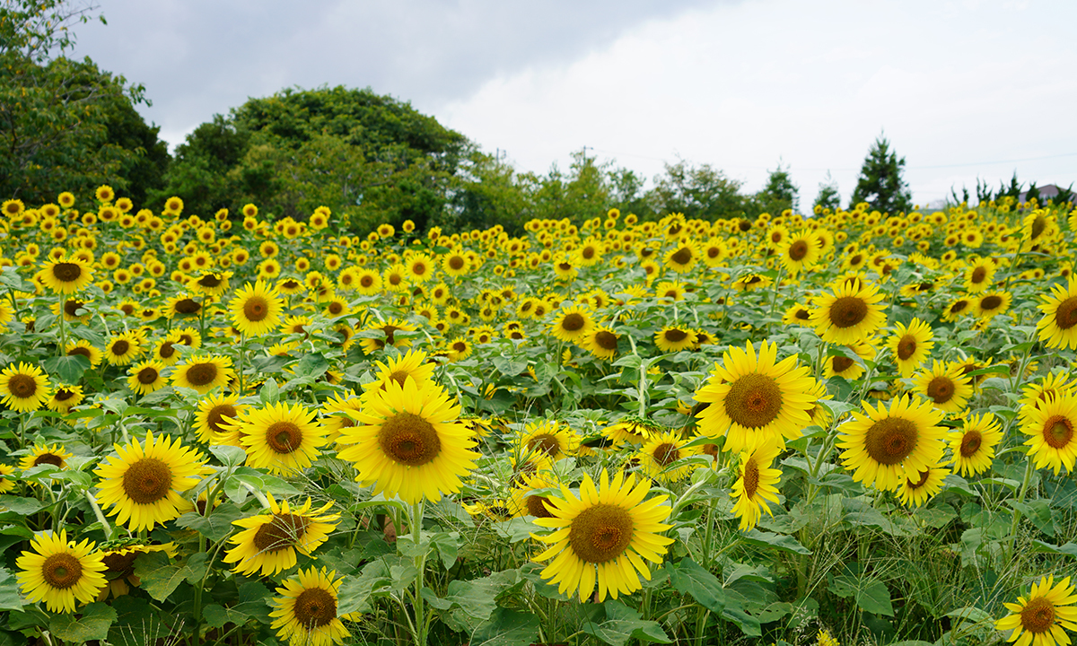 茨城県のひまわり畑