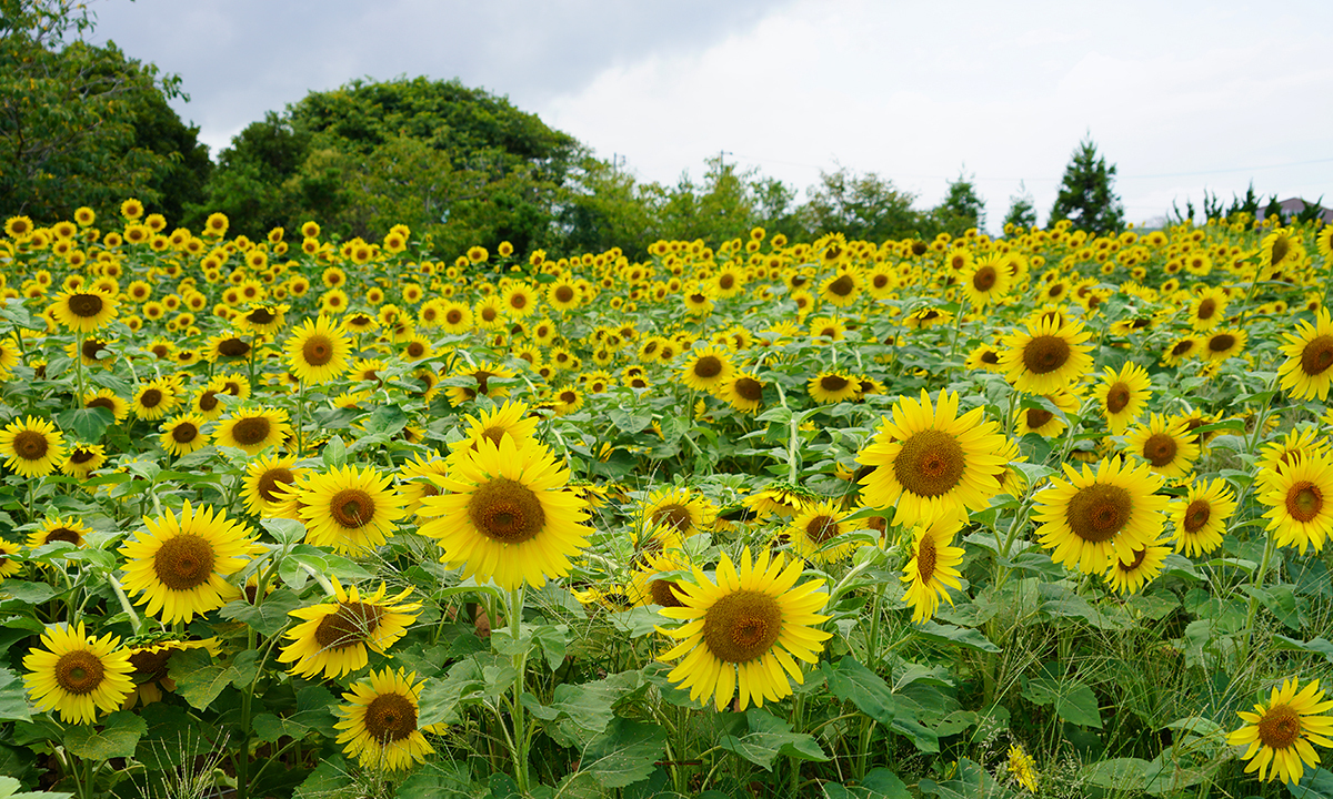 夢のひろば須田のひまわり