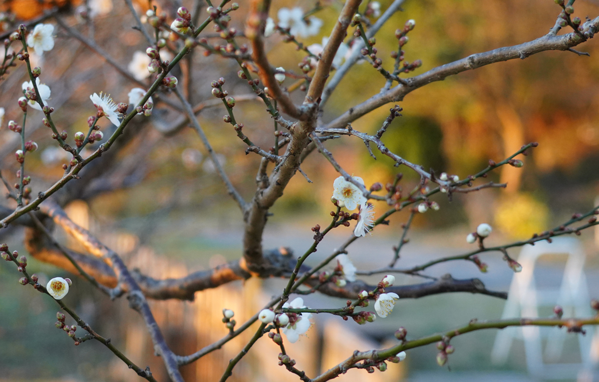 2022年12月16日のかすみがうら市の雪入ふれあいの里公園の白梅の開花