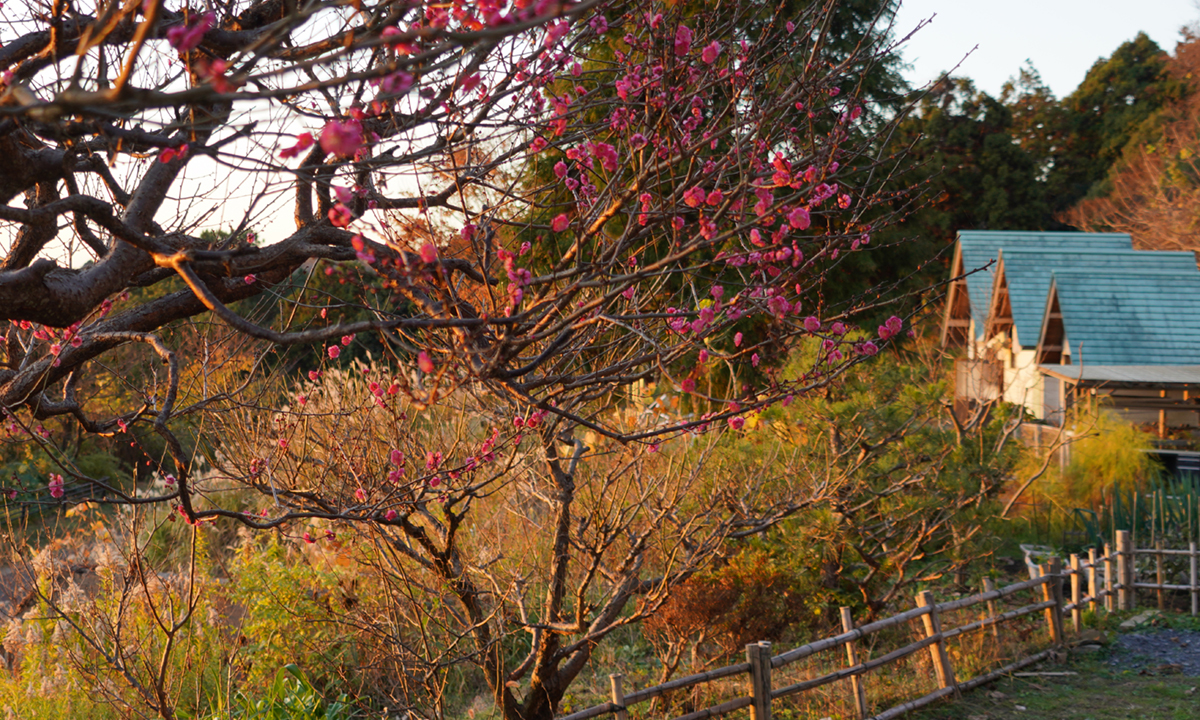 2022年12月16日のかすみがうら市の雪入ふれあいの里公園の紅梅