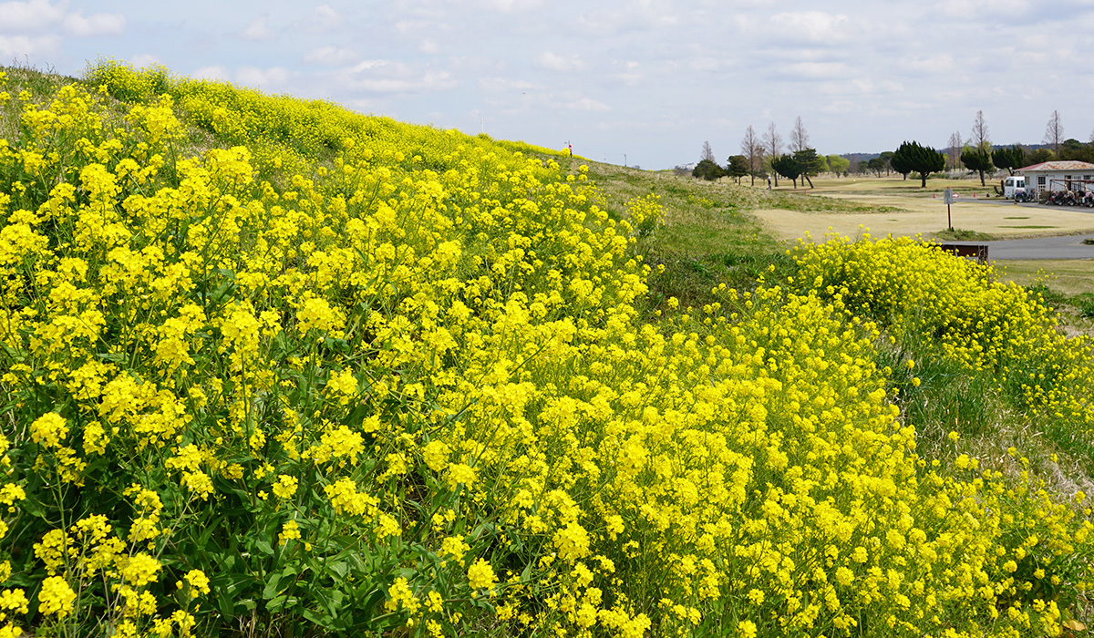 茨城県河内町の利根川堤防の菜の花