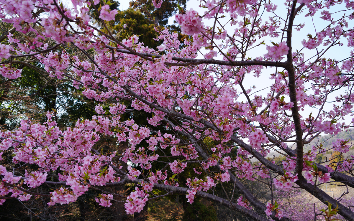 桜川市の雨引観音の山門前駐車場の西側の河津桜