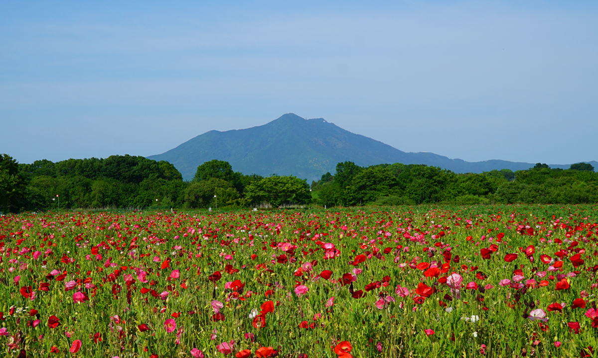  茨城県下妻市の小貝川ふれあい公園のポピー畑の開花の様子
