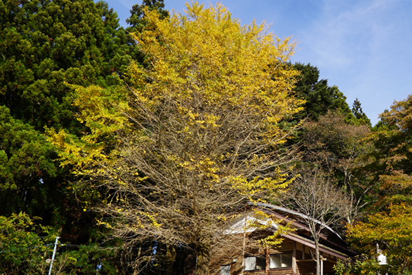 大子町の日輪寺のイチョウの黄葉の状況