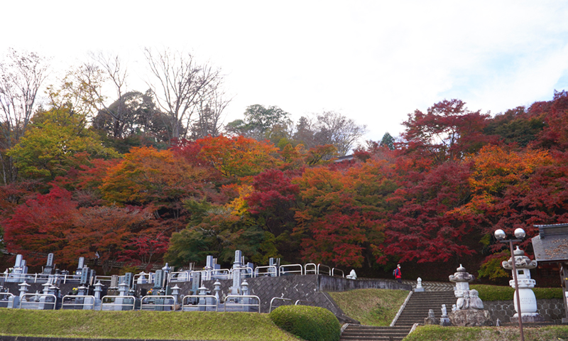 大子町の永源寺の紅葉状況