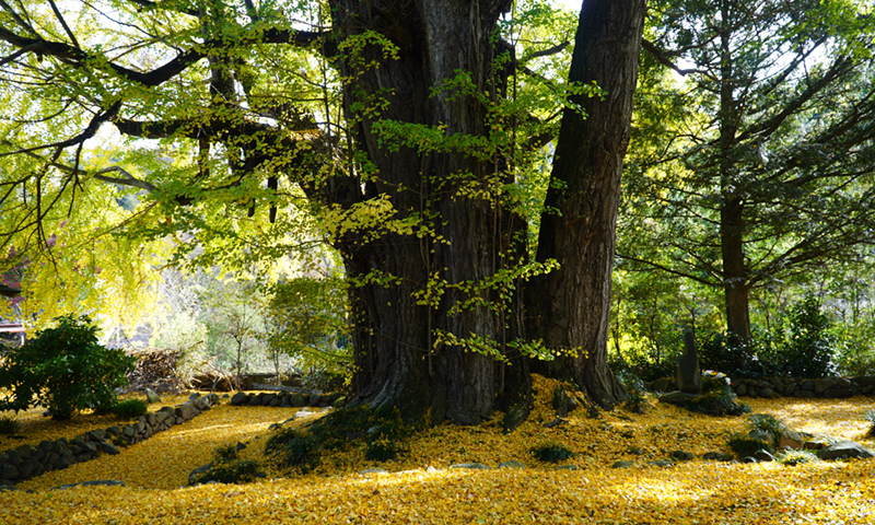 法龍寺の大イチョウともみじの紅葉状況