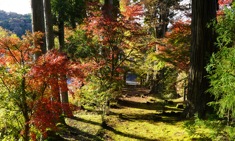 大子町の慈雲寺の紅葉の状況