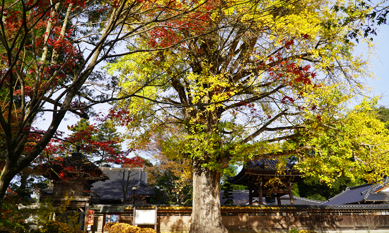 大子町の高徳寺の紅葉