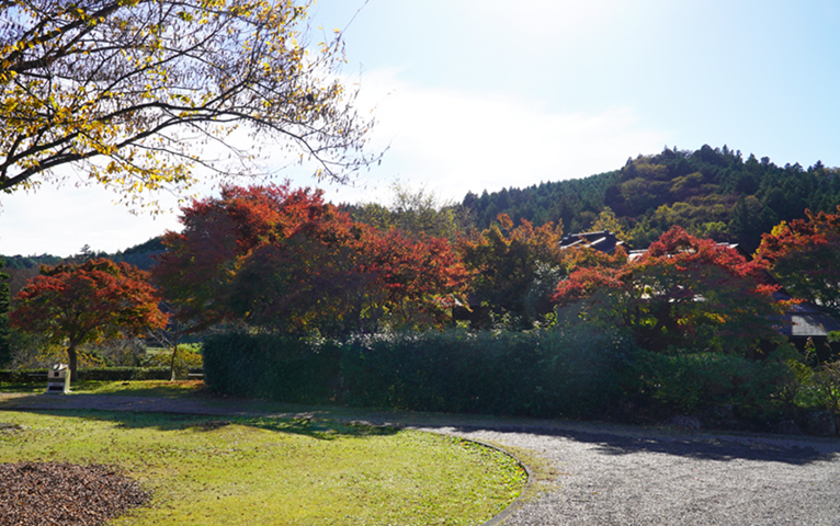 大子町の奥久慈茶の里公園の紅葉状況