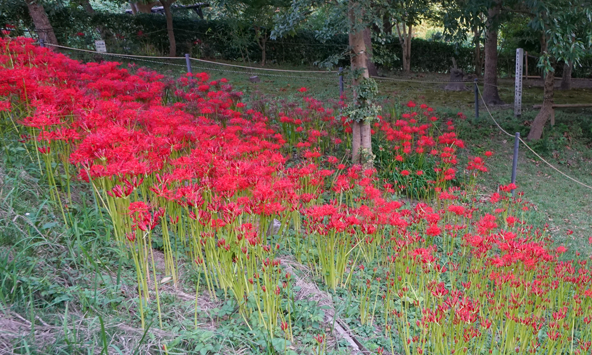 日立市の赤羽緑地・諏訪梅林の彼岸花開花状況