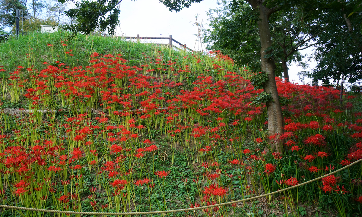 赤羽緑地公園北側の彼岸花VRツアー