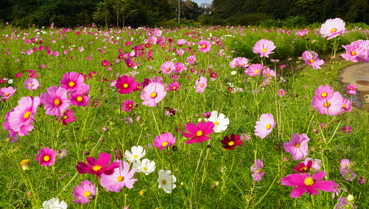 茨城県のコスモス畑開花状況