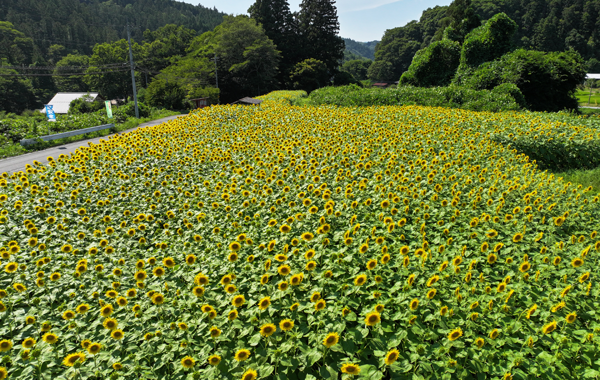 大生瀬のひまわり畑の空撮写真