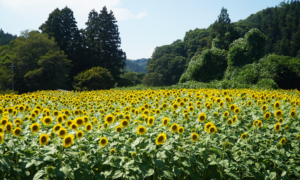 大生瀬のひまわり畑の東側通路からのひまわりの景観