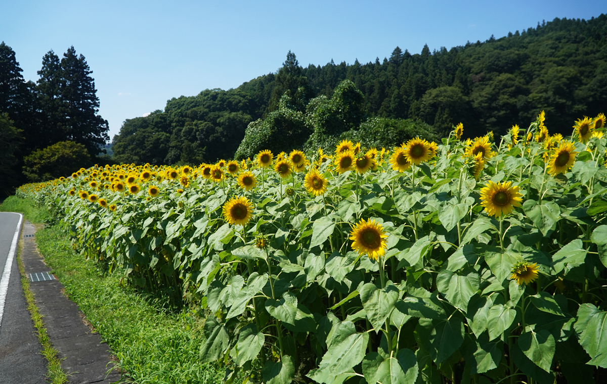 大生瀬のひまわり畑の開花の様子