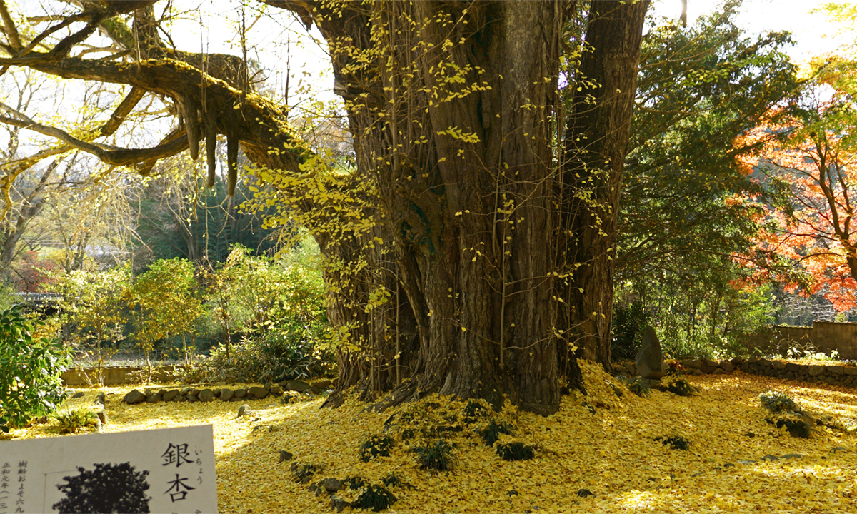 茨城県最大の大子町の法龍寺の大イチョウの景観