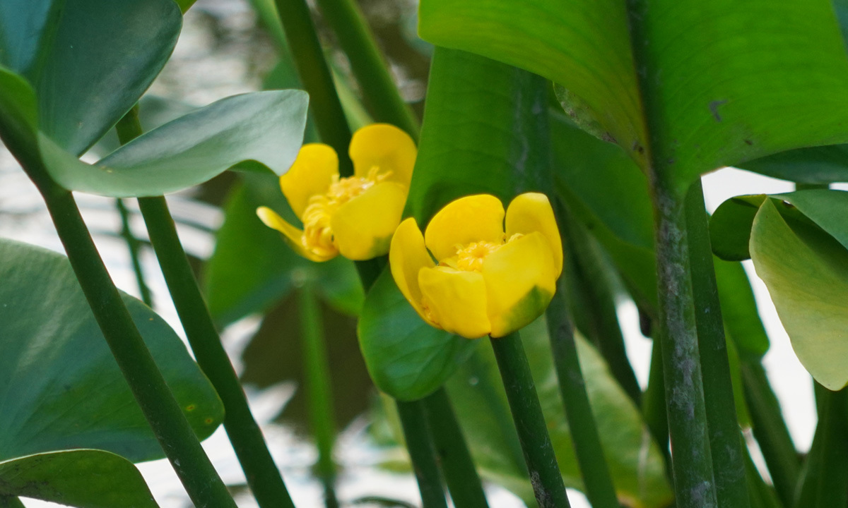 2023年茨城県のコウホネの開花