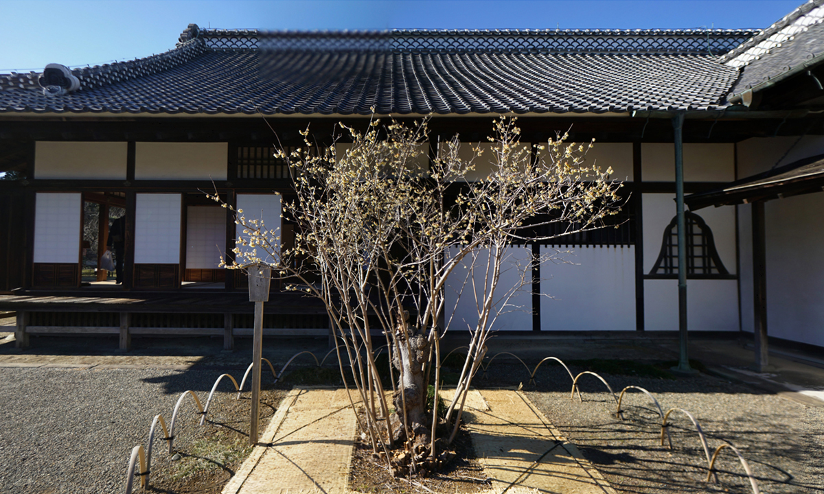 水戸市弘道館の蝋梅