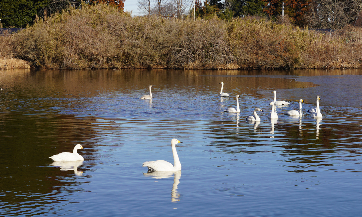 茨城県水戸市の白鳥飛来地の清水沼の白鳥状況