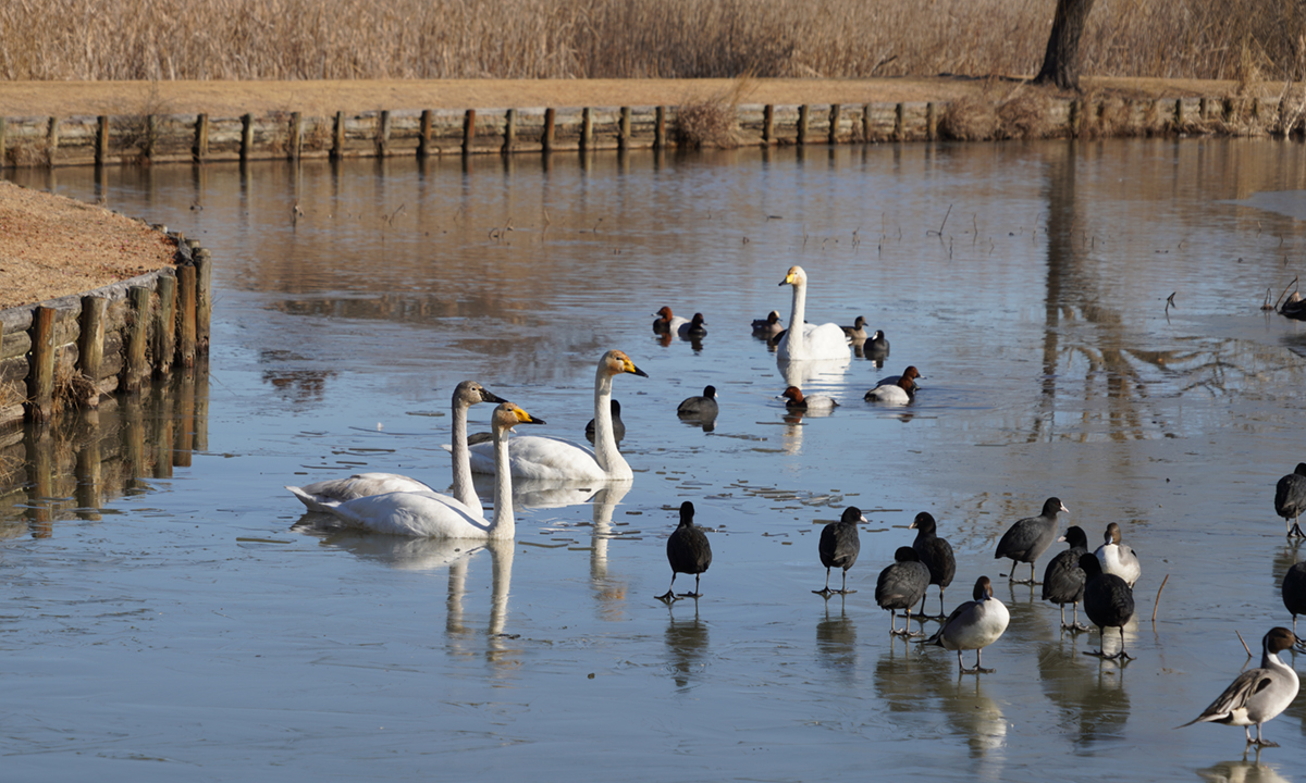 茨城県水戸市の白鳥飛来地の小吹水源池の白鳥状況