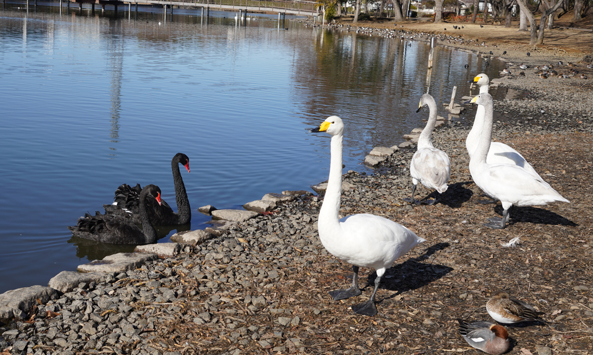 茨城県水戸市の白鳥飛来地の大塚池の白鳥状況