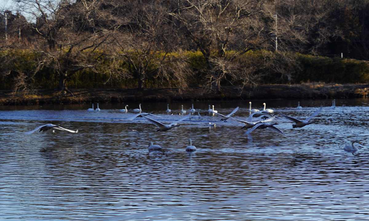 茨城県水戸市の清水沼の朝の白鳥の飛翔