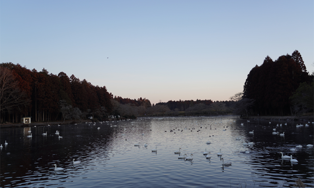 茨城県水戸市の白鳥飛来地の清水沼の白鳥状況