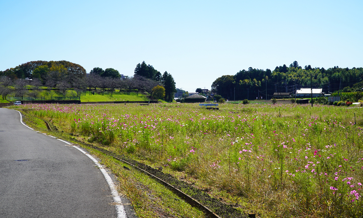 希望ケ丘公園のコスモス畑の開花の様子