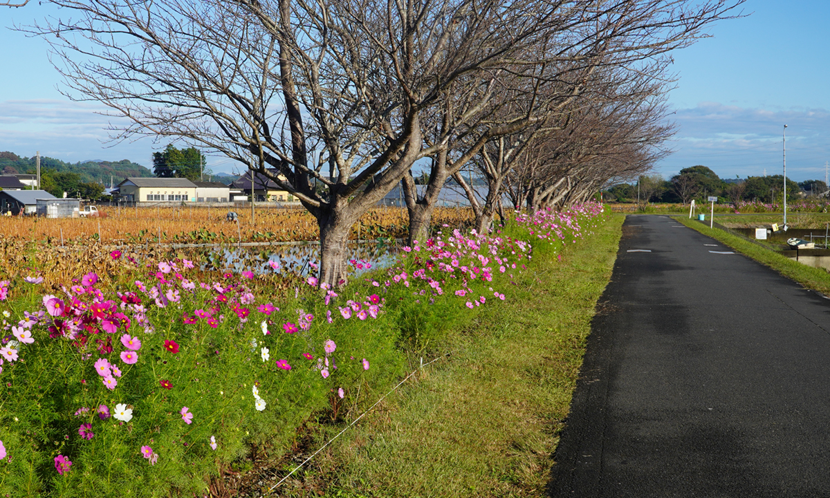 小美玉市の大井戸湖岸公園コスモスロードの開花の様子