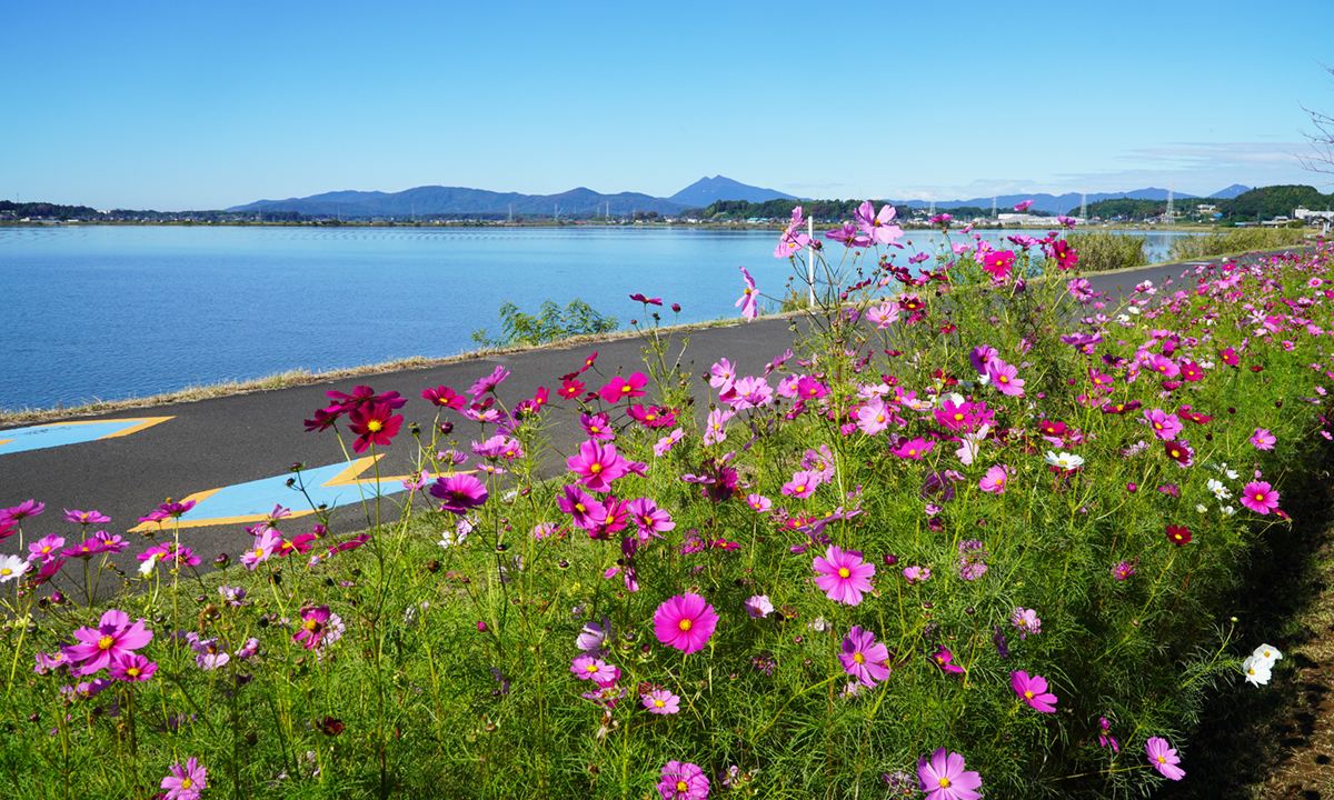 下高崎コスモスロードのコスモスの開花の様子