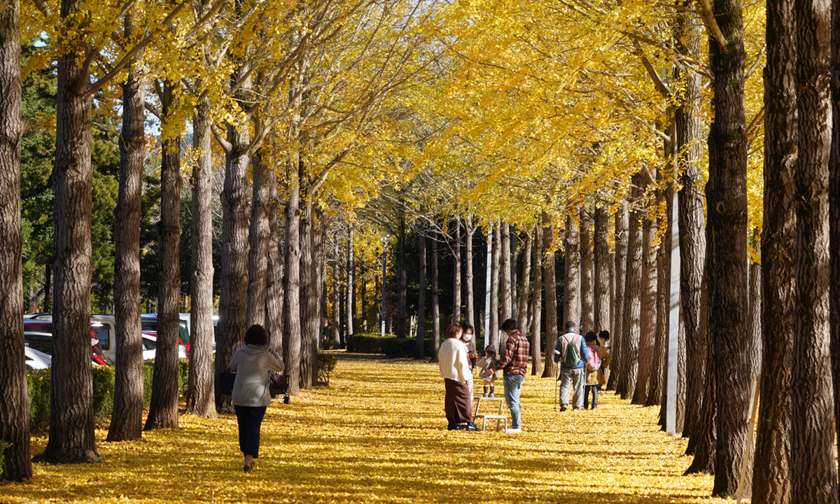 茨城県つくば市の万博記念公園のイチョウ並木の景観