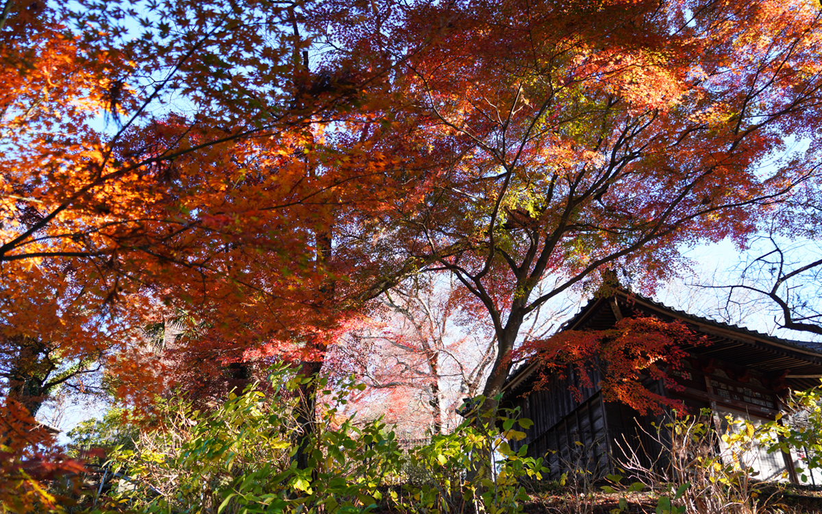 桜川市の雨引観音の不動尊付近のもみじの紅葉写真