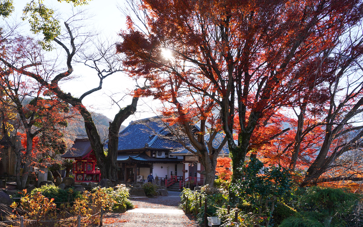 奥の院付近のもみじの紅葉の写真