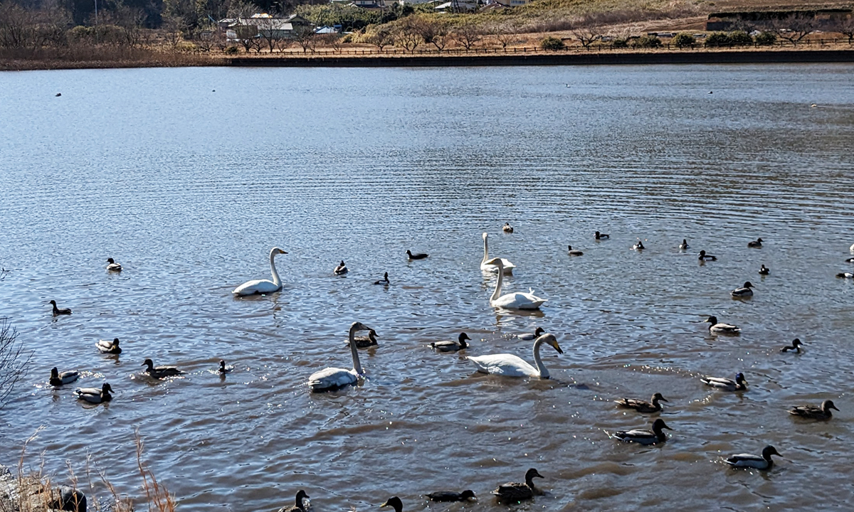 茨城県桜川市の桝箕ヶ池の白鳥