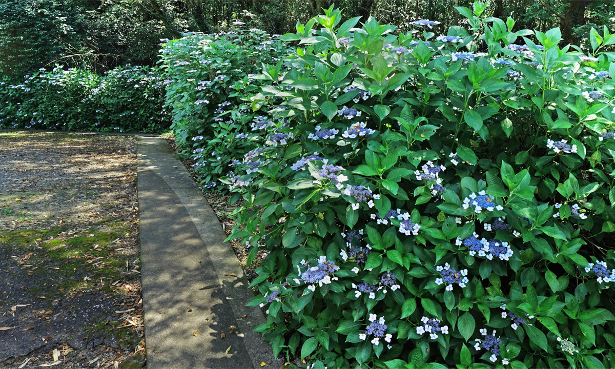 茨城県土浦市の清瀧寺の紫陽花VRツアー