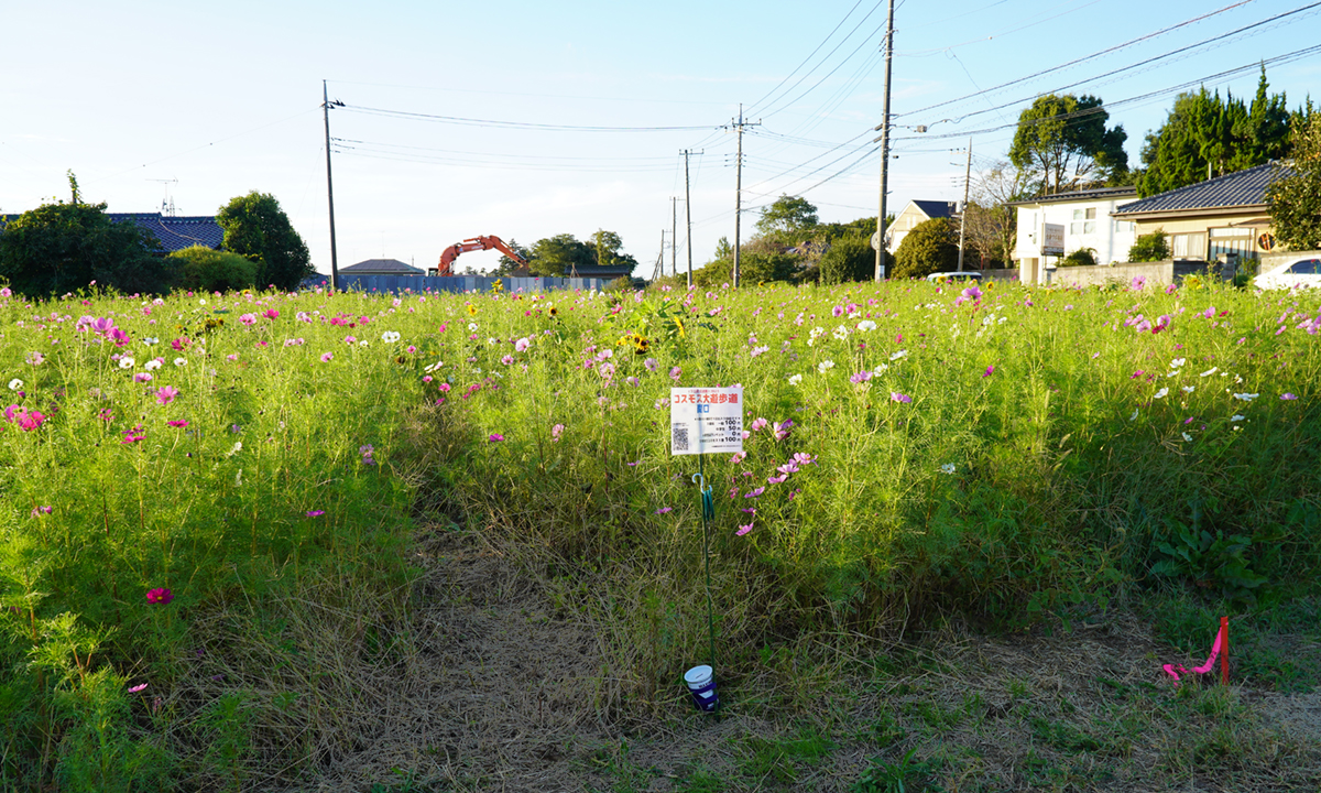 茨城県つくば市の中根農園のコスモス畑