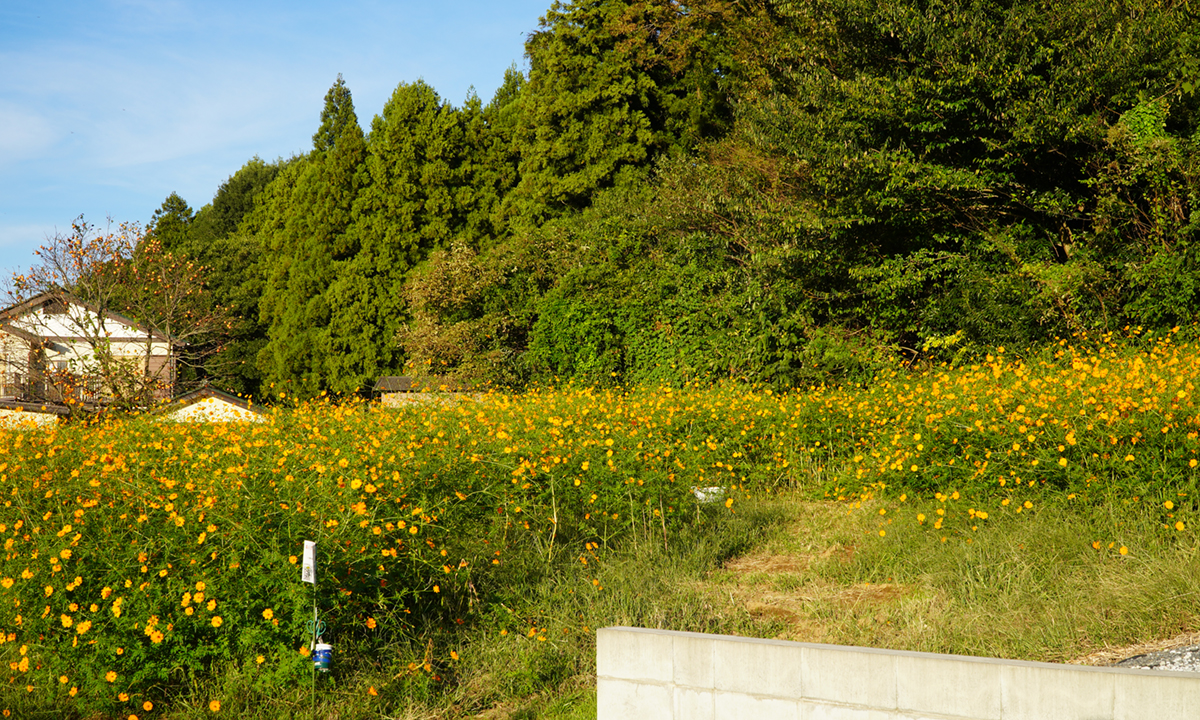 茨城県つくば市の中根農園のキバナコスモス畑