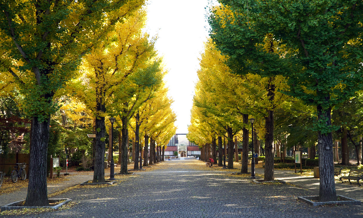 つくば市の洞峰公園のイチョウ並木の見頃の様子