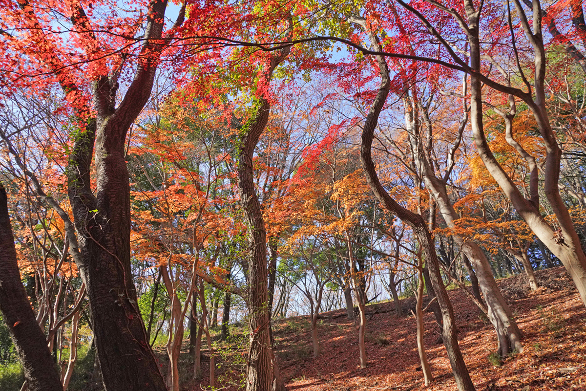 筑波山四季の道のもみじの谷の紅葉景観